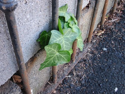 01-1231_Ivy.jpg